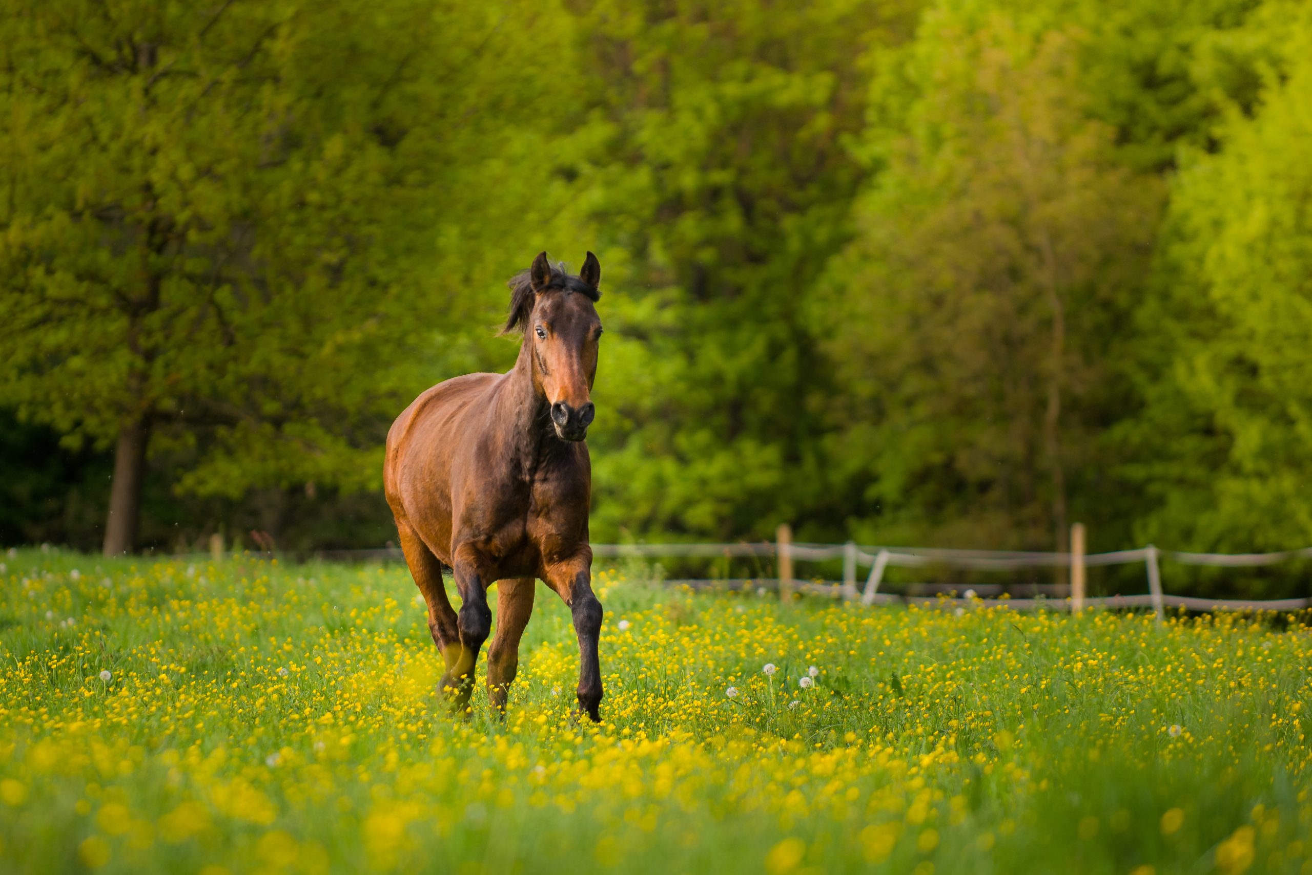 Pferd auf der Wiese